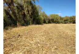 Parcela en Puipuyen Yerbas Buenas