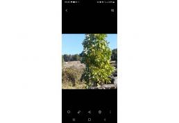 VENDO HERMOSA PARCELA A 20 MINUTOS DE VILLARRICA