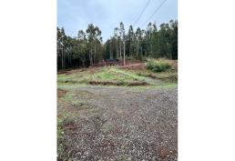 parcela sector cholchol