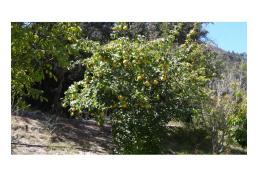 HERMOSA PARCELA -  CONDOMINIO LAS CEBADAS II - FUNDO LORETO