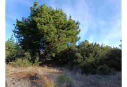 Parcela camino a Rabones, Colbun