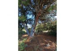 Parcela camino a Rabones, Colbun