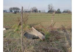 Parcela 1,37 ha San Gregorio