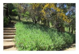 Se Vende Amplia propiedad 2.8 hectáreas, con Casa y Cabaña, Curacaví