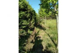 Parcela plana a 3,3 kms de San Carlos, Ñuble