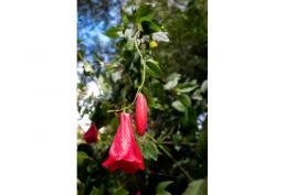 Parcela 1 hectárea en Longaví con bosque nativo