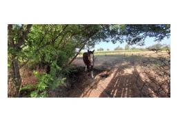 Hermosa parcela en comuna de Pelarco ,séptima región.