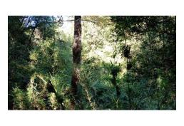 Predio 10 has en Huellanto