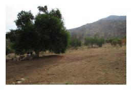 Se Venden 2 Parcelas de 5000 m2 cada una, comuna de Curacaví