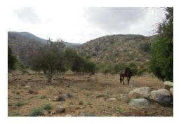 Se Venden 2 Parcelas de 5000 m2 cada una, comuna de Curacaví