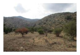 Se Venden 2 Parcelas de 5000 m2 cada una, comuna de Curacaví