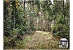 Hermosas parcelas sector El Mañio P6D - Puerto Varas a la costa