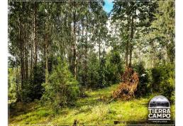 Hermosas parcelas sector El Mañio P6D - Puerto Varas a la costa