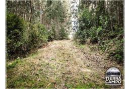 Hermosas parcelas sector El Mañio P6E - Puerto Varas a la costa