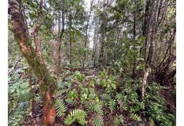 Se vende hermosa parcela en comuna de Puerto Varas