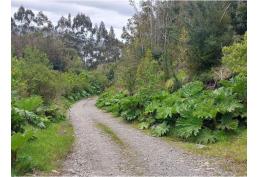 Terreno 1.1 H en Molulco, Chiloé.
