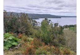 Terreno 1.1 H en Molulco, Chiloé.