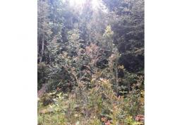 Oportunidad de invertir en el Lago Huillinco