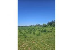 Nuevas parcelas de agrado 5000m2  sector las motas Longavi