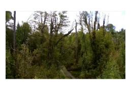 [Oportunidad] Terreno 25h en sector Yerbaloza, Chiloé