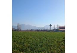 PARCELA PLANTADA CON NARANJOS CAMINO A ZÚÑIGA