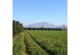 PARCELA PLANTADA CON NARANJOS CAMINO A ZÚÑIGA