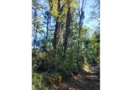 Campo en Venta – 27 Hectáreas con Vista a Volcanes y Subdivisión Aprobada