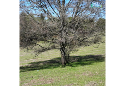 Hermosa parcela en Zemita, Ñiquén, Región de Ñuble