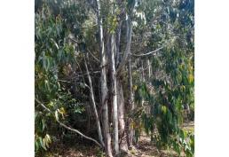 Oportunidad única para desarrollo turístico en Ñuble