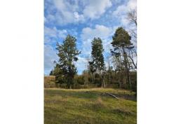 3 HECTÁREAS Llico Alto, Fresia. Región de Los Lagos.