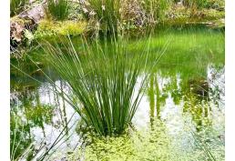 3 HECTÁREAS Llico Alto, Fresia. Región de Los Lagos.