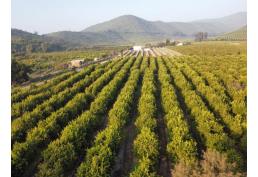 Hermosa y amplia parcela en Mallarauco Melipilla