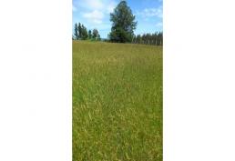 SE VENDE Parcela de agrado luz y agua Ruta Pitrufquen Villarrica