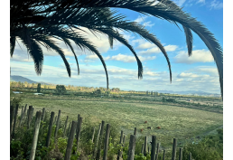 PARCELA 5000 MTS PALMAS EL CHEQUEN