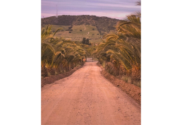 PARCELA 5000 MTS PALMAS EL CHEQUEN