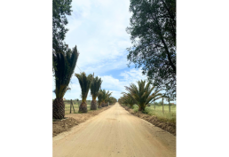 PARCELA 5000 MTS PALMAS EL CHEQUEN