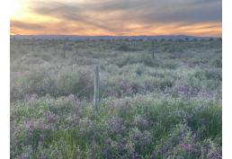 PARCELA 5000 MTS PALMAS EL CHEQUEN