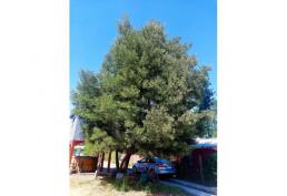 PARCELA YUMBEL ESTACION, 1.500 MTS2 ,CABAÑA, PISCINA, QUINCHO,CABAÑA CON TINAJA.