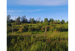 Oportunidad en Nueva Imperial