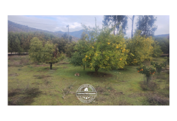 VENDE PARCELA PLANA EN LOS BOSQUES DE MIRAFLORES, CURACAVÍ