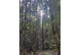 Chiloé Chonchi: parcela 5.400 m2 documentos OK