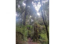 Parcela 5.400 m2 Chiloé. Precio Conversable - Sector Natri. Chonchi