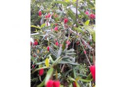 ¡La MEJOR oferta de terreno off-grid del MUNDO!