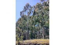 ¡La MEJOR oferta de terreno off-grid del MUNDO!