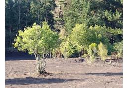 SITIO EN UNIHUE, HUALQUI, CONDOMINIO HACIENDA PAIHUANO II, 2.500 MTS2