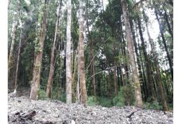 Oportunidad- Hermosa parcela de bosque en Natri. Chiloé. Comuna de Chonchi