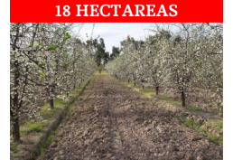 FINCA 18 HECTAREAS