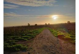 Parcelas a 2hr 15min de Santiago - Marchigue- Ruta del vino