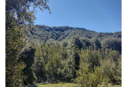 Macrolotes de 5 ha de Bosque Nativo y con propio acseso al Rio