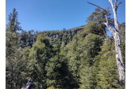 Macrolotes de 5 ha de Bosque Nativo y con propio acseso al Rio